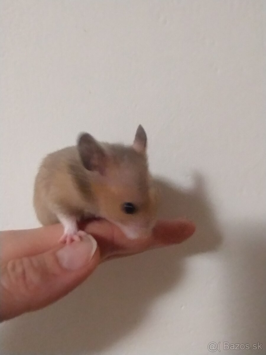 Škrečok sýrsky - 10