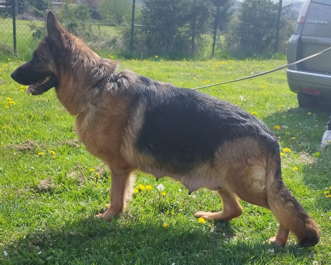 Nemecký ovčiak - 10