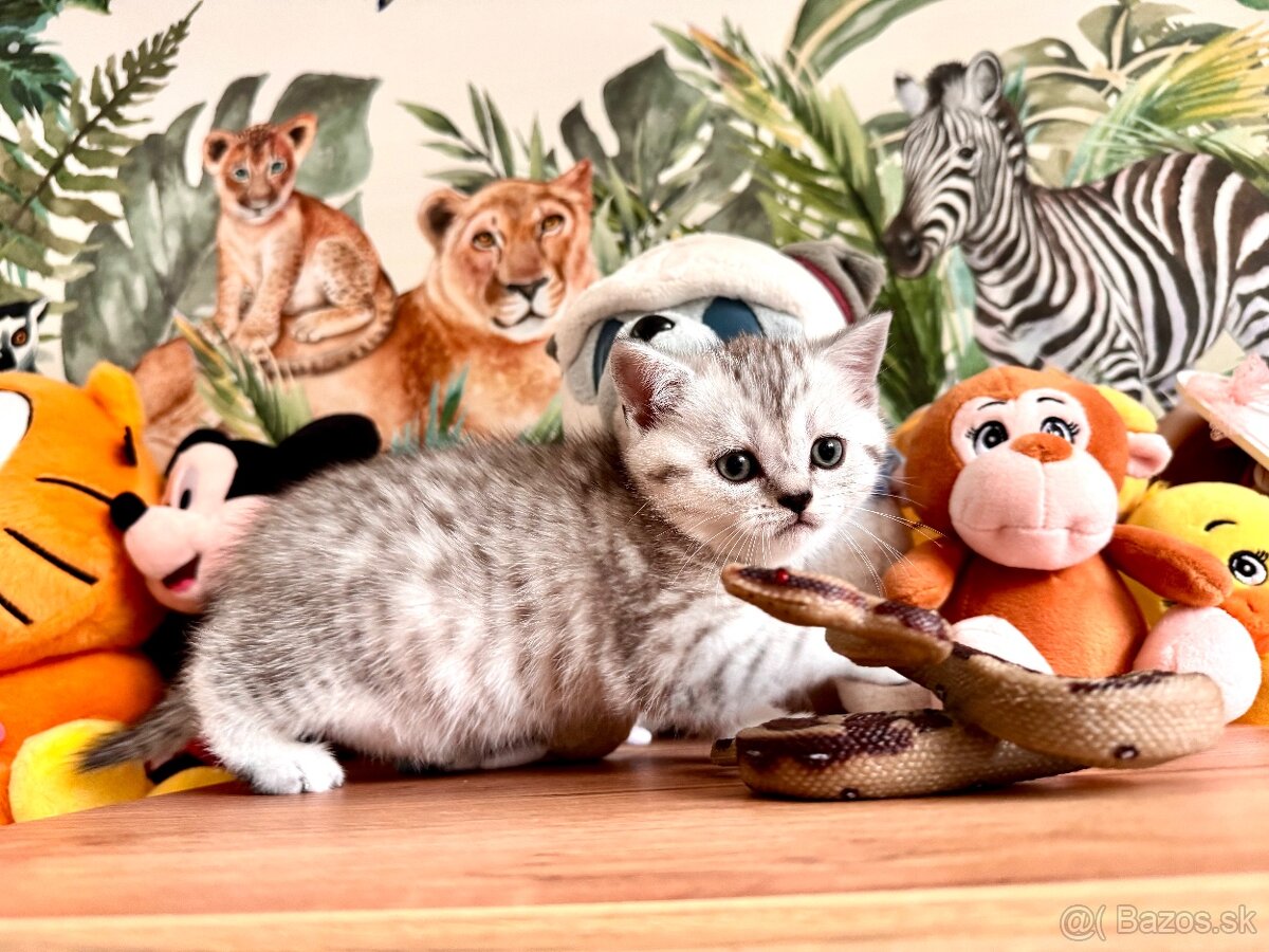 Skotska klapoucha macka, scottish straight s PP - 10