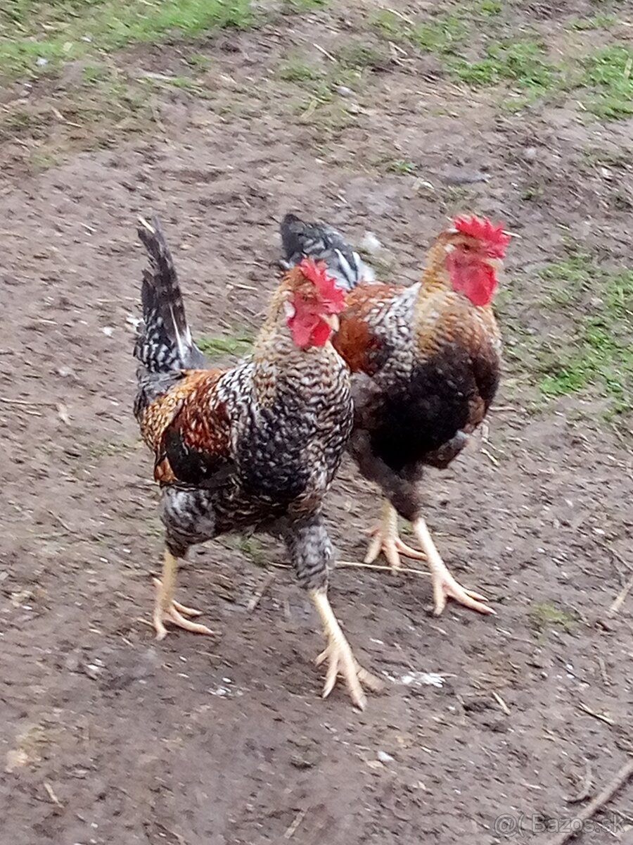 NV zelené green shell - 10