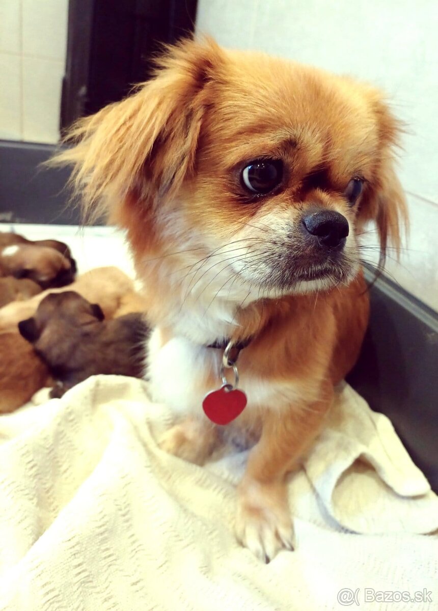 Tibetskỳ špániel šteniatko - 10