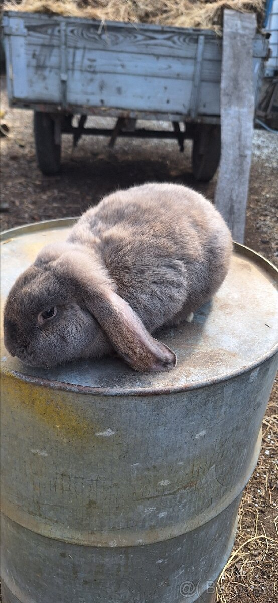 Francúzsky baran - 10