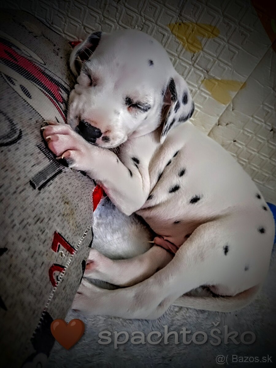 Dalmatin - 10