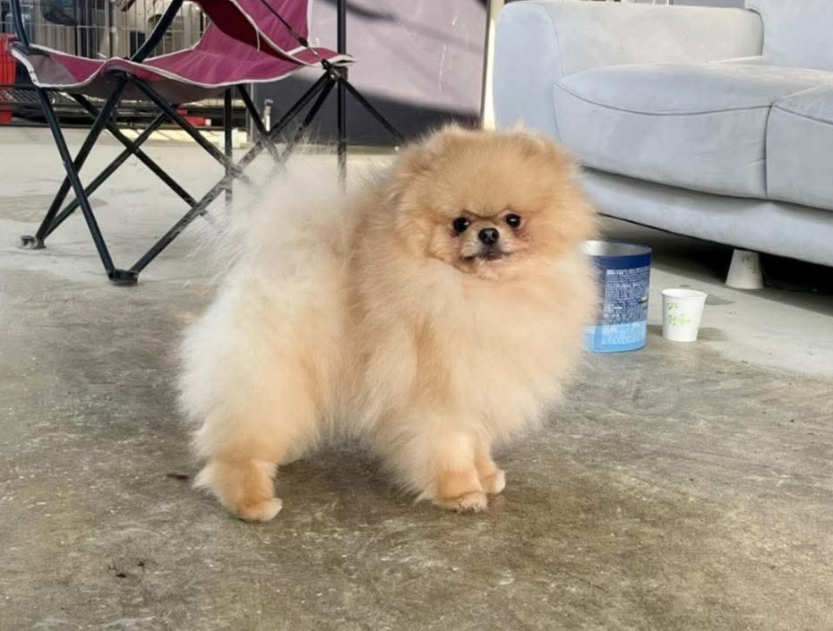 Pomeranian - 10
