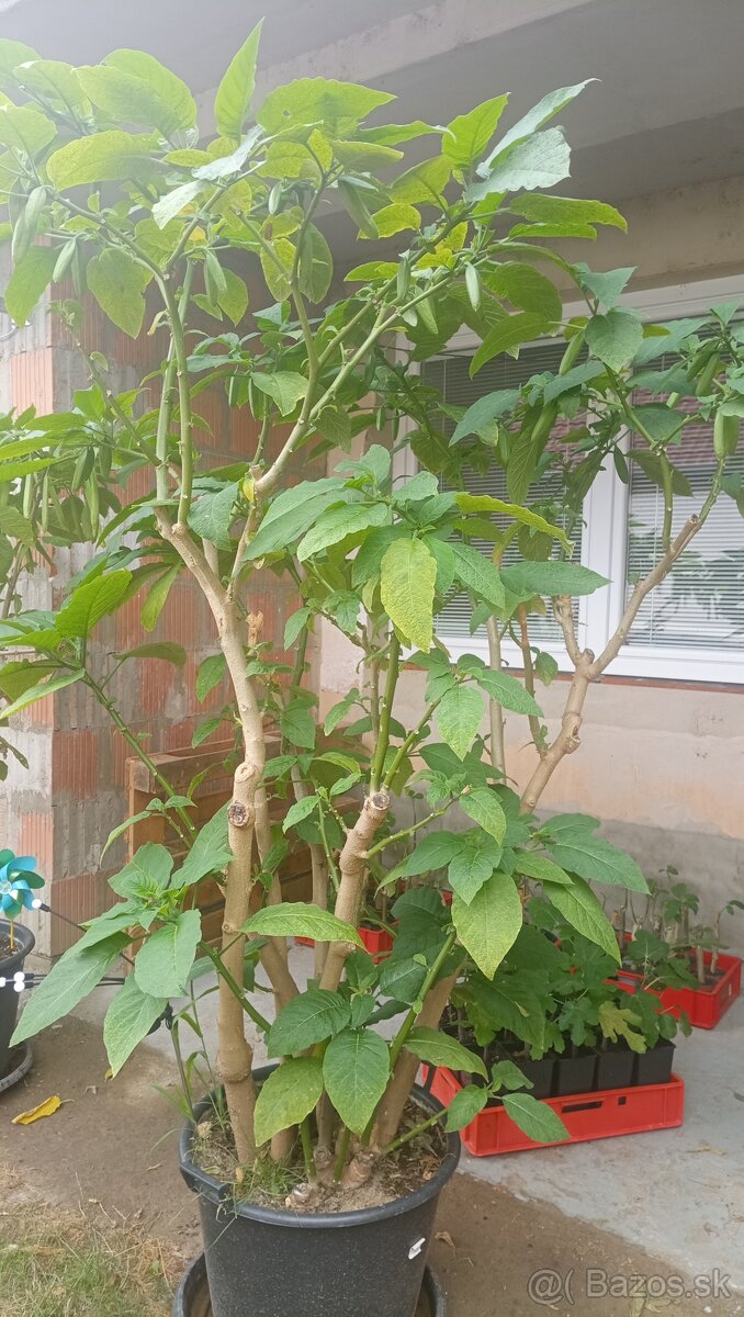 Trúby, figovníky, tráva - 10