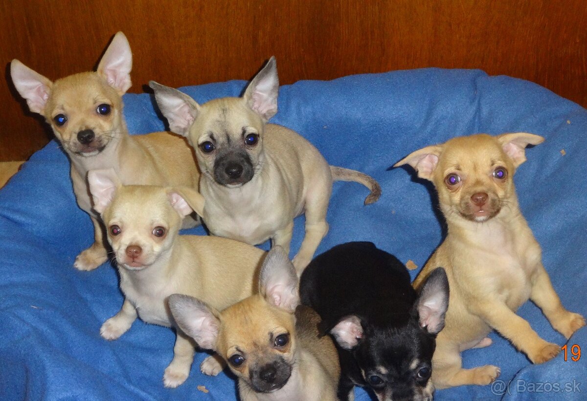 čivava krátkosrstá - 10