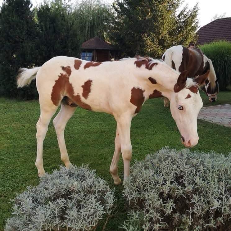 Pripúšťanie APH žrebcom - 10