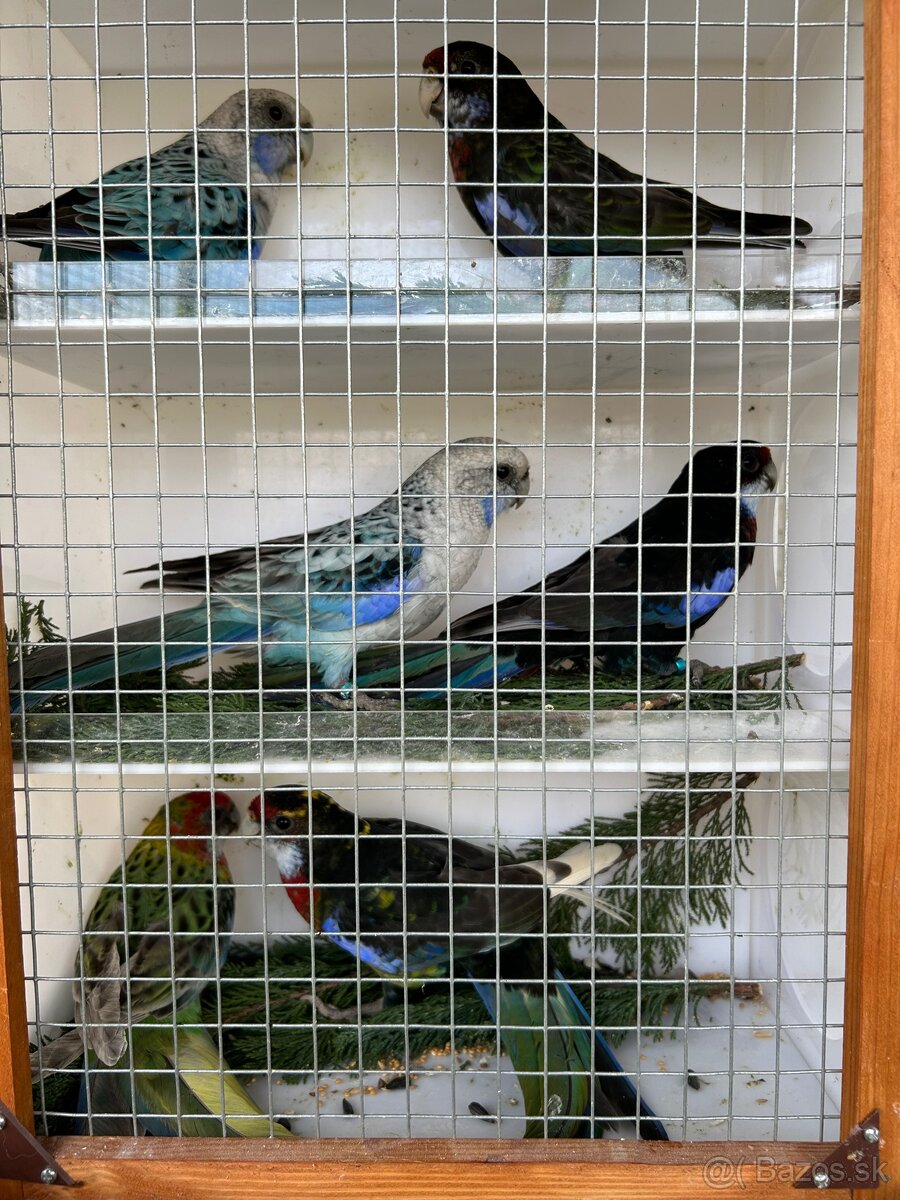 Rozely pestré odchov 25 - 10