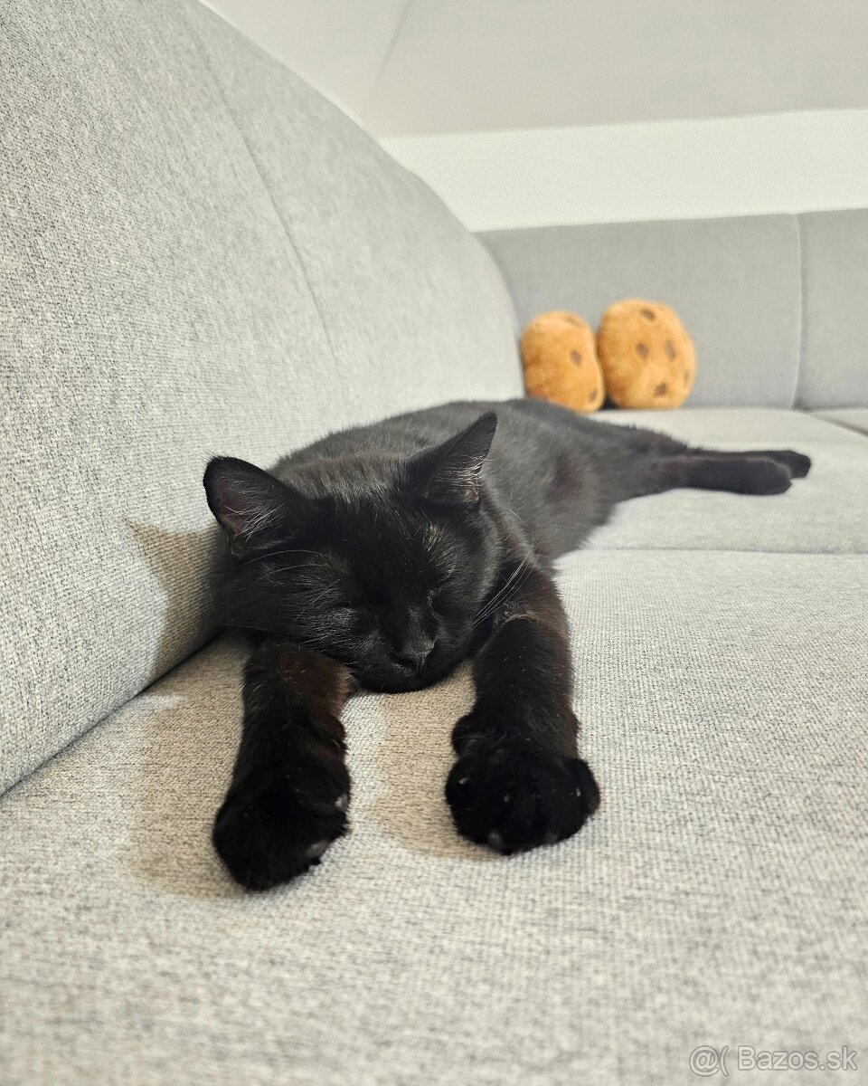 Mačička HILDA hľadá domov - 10