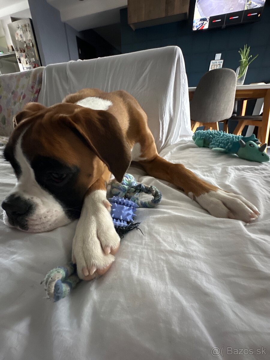 Stráženie psíkov - 10