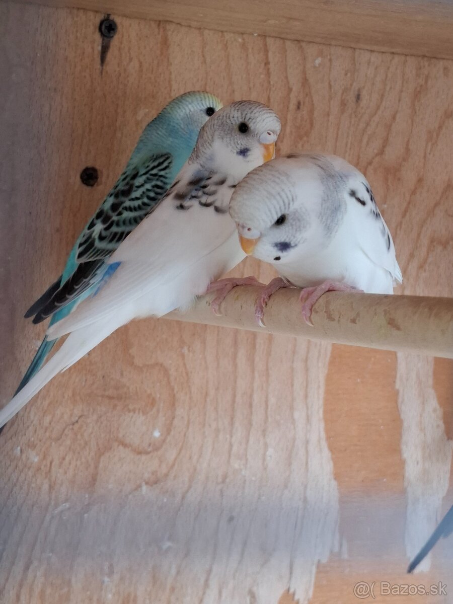 Mladé andulky - 10