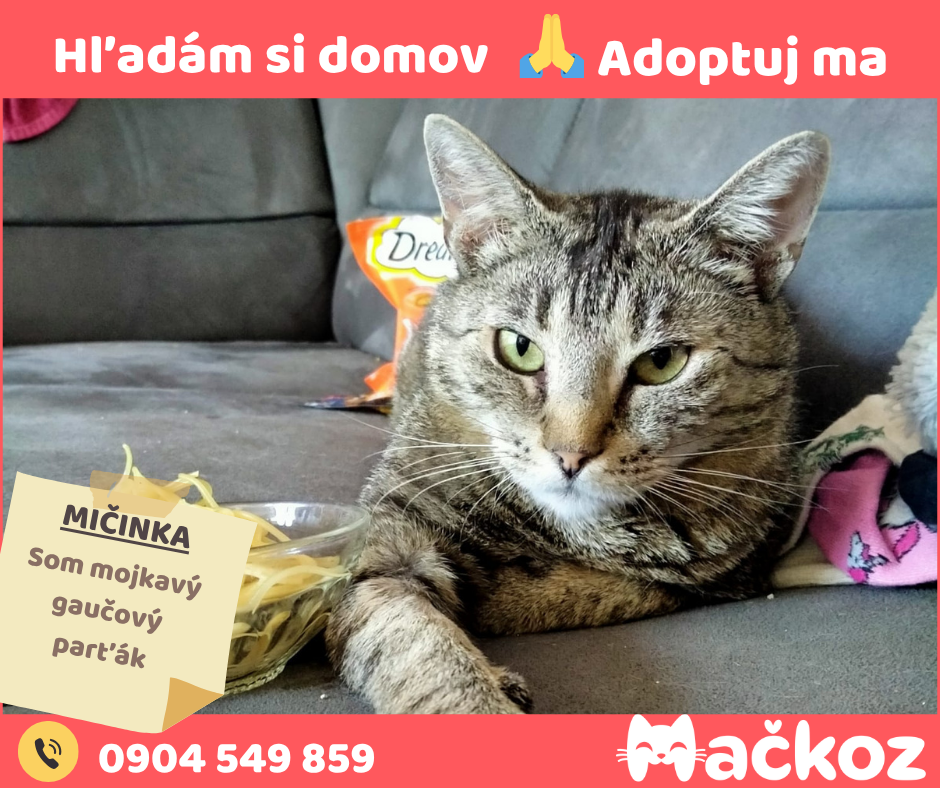 MIČINKA - Darujem mačku / Darujem mačičku - 10