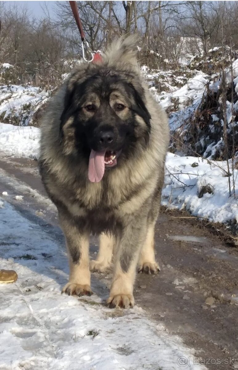 Šteniatko Kaukaz - 10