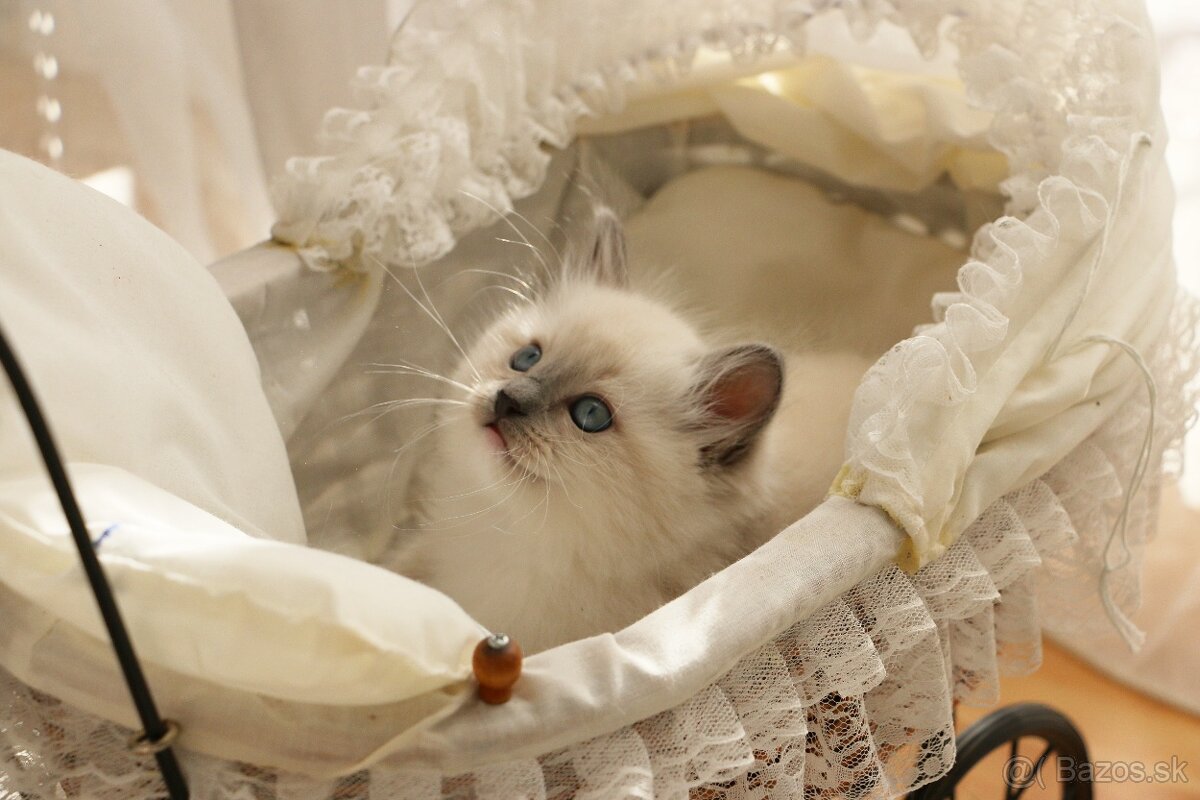 Ragdoll - láska na celý život - 10