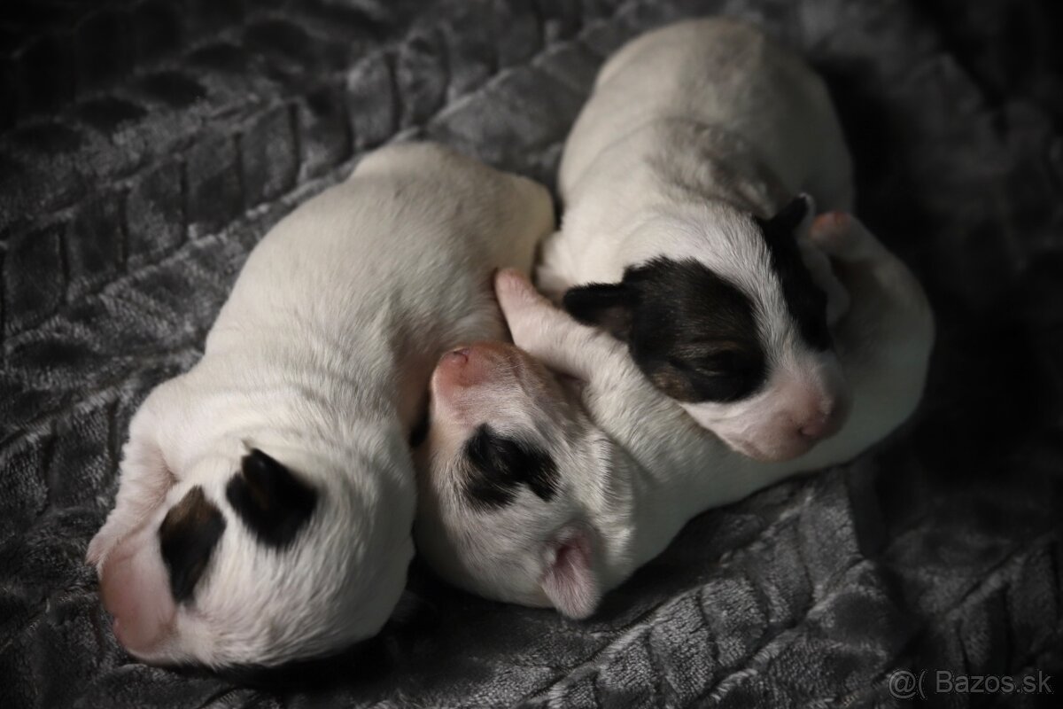 Šteniatka - Sealyham Terrier - 10