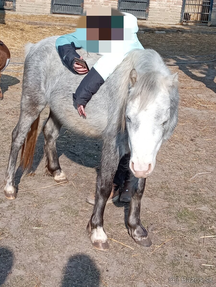 Pony kobylka - žrebná - 10