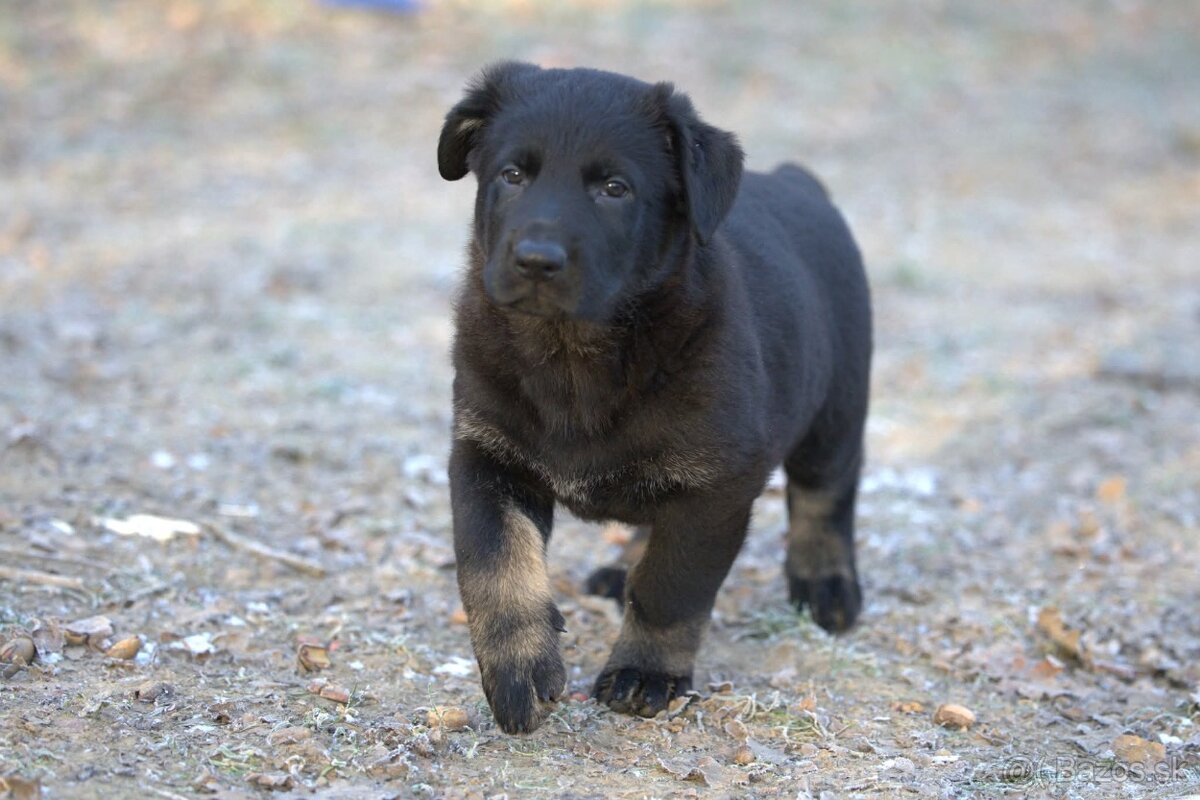 Nemecký ovčiak psík s PP - 10