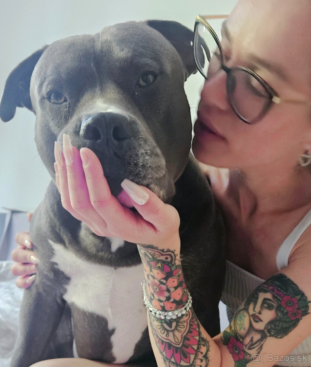 Krytie - Americky Stafordsirsky terier - 10