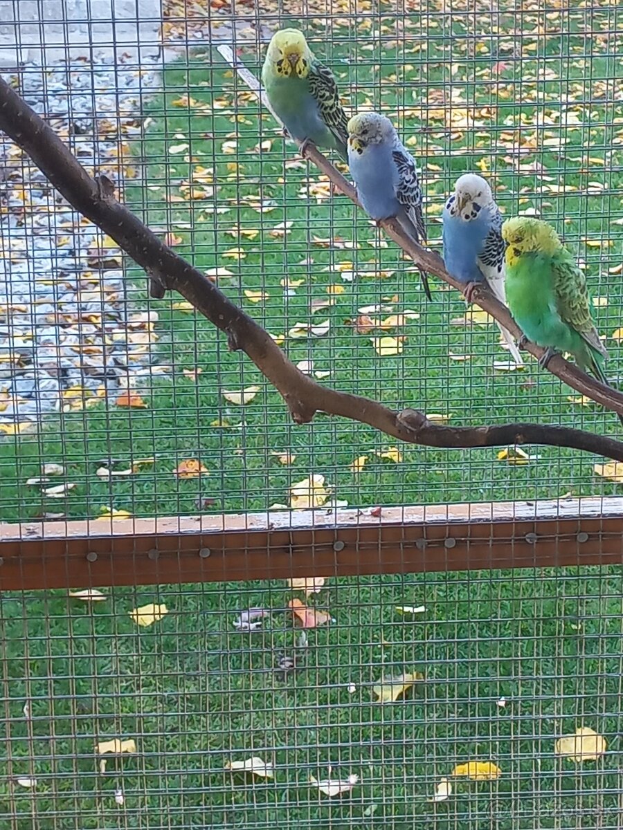 Andulka - Papagájec vlnkovaný - 10