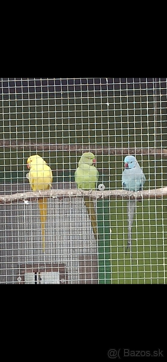 Alexander Malý, - 10