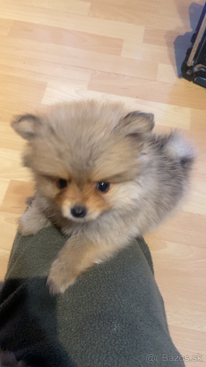 Pomeranian mini - 10