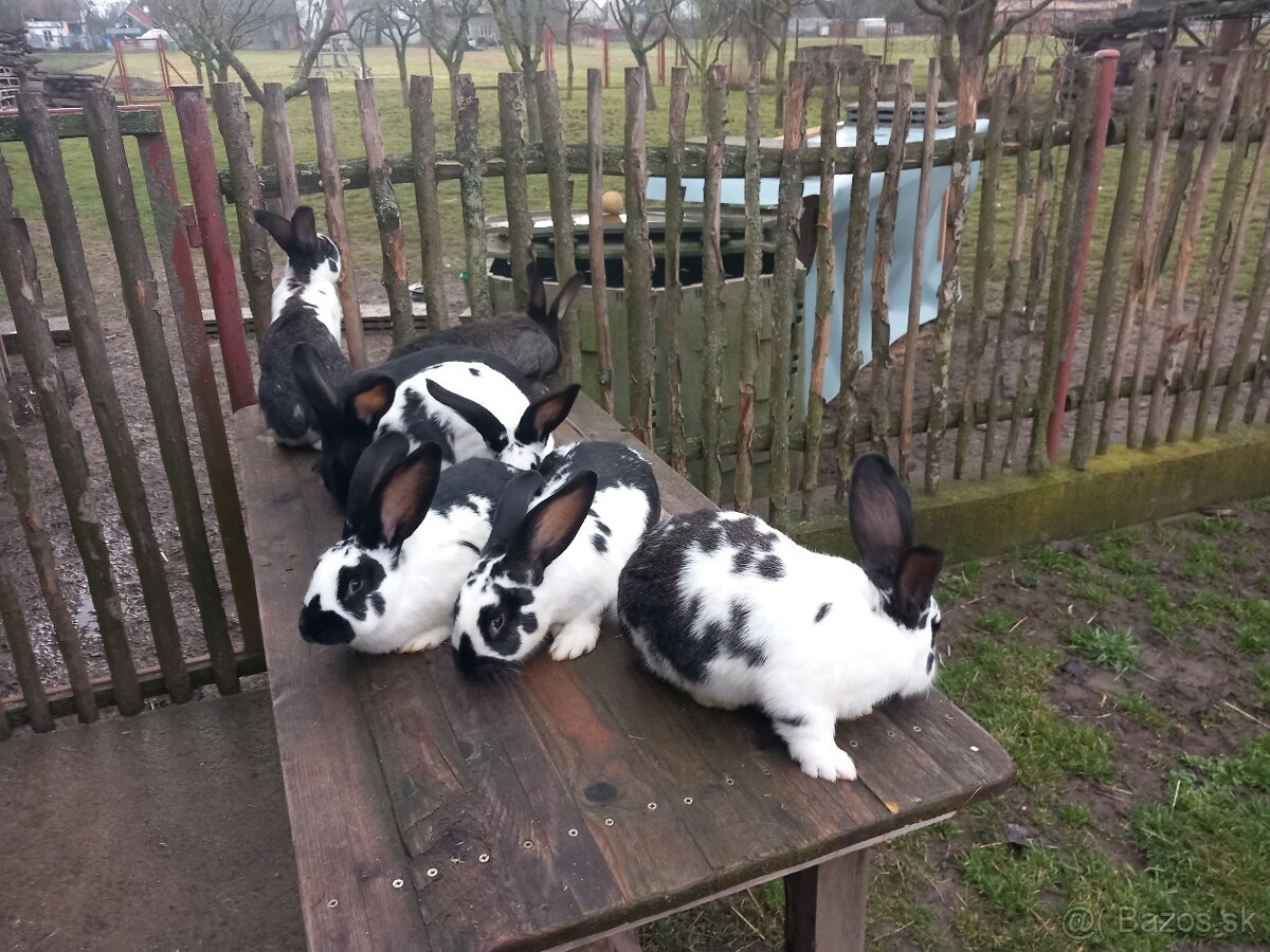 Predám králiky . - 10