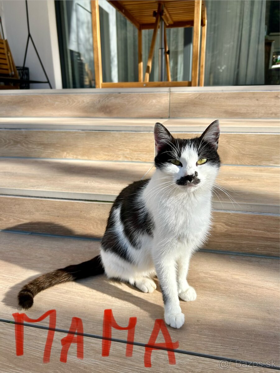 Ďarujem mačiatka - 10