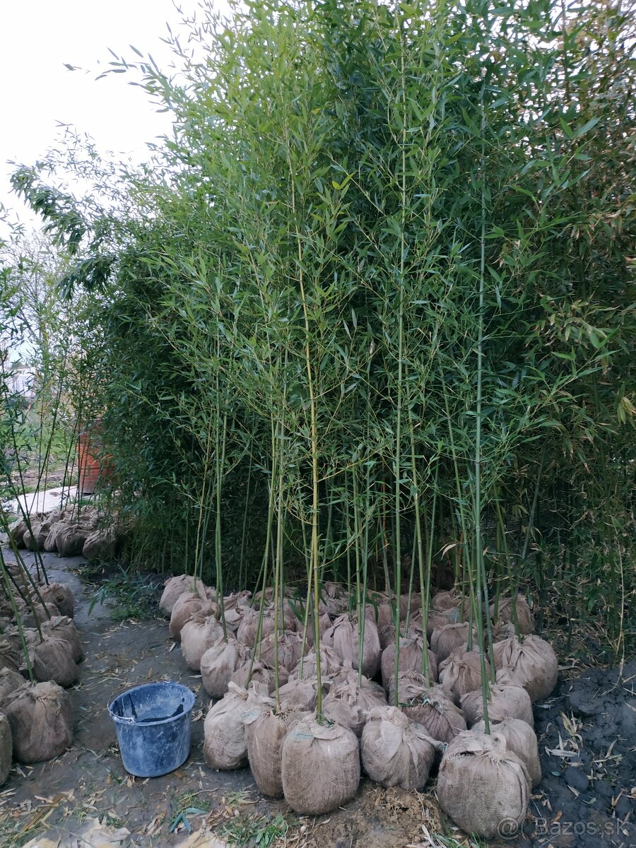 1-4 metrové žlté a zelené bambusy. - 10