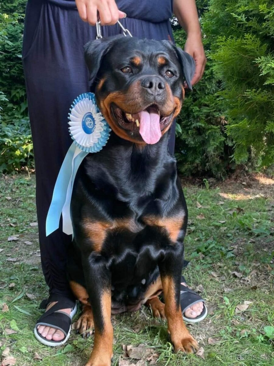 šteniatka rotvajlera - 10