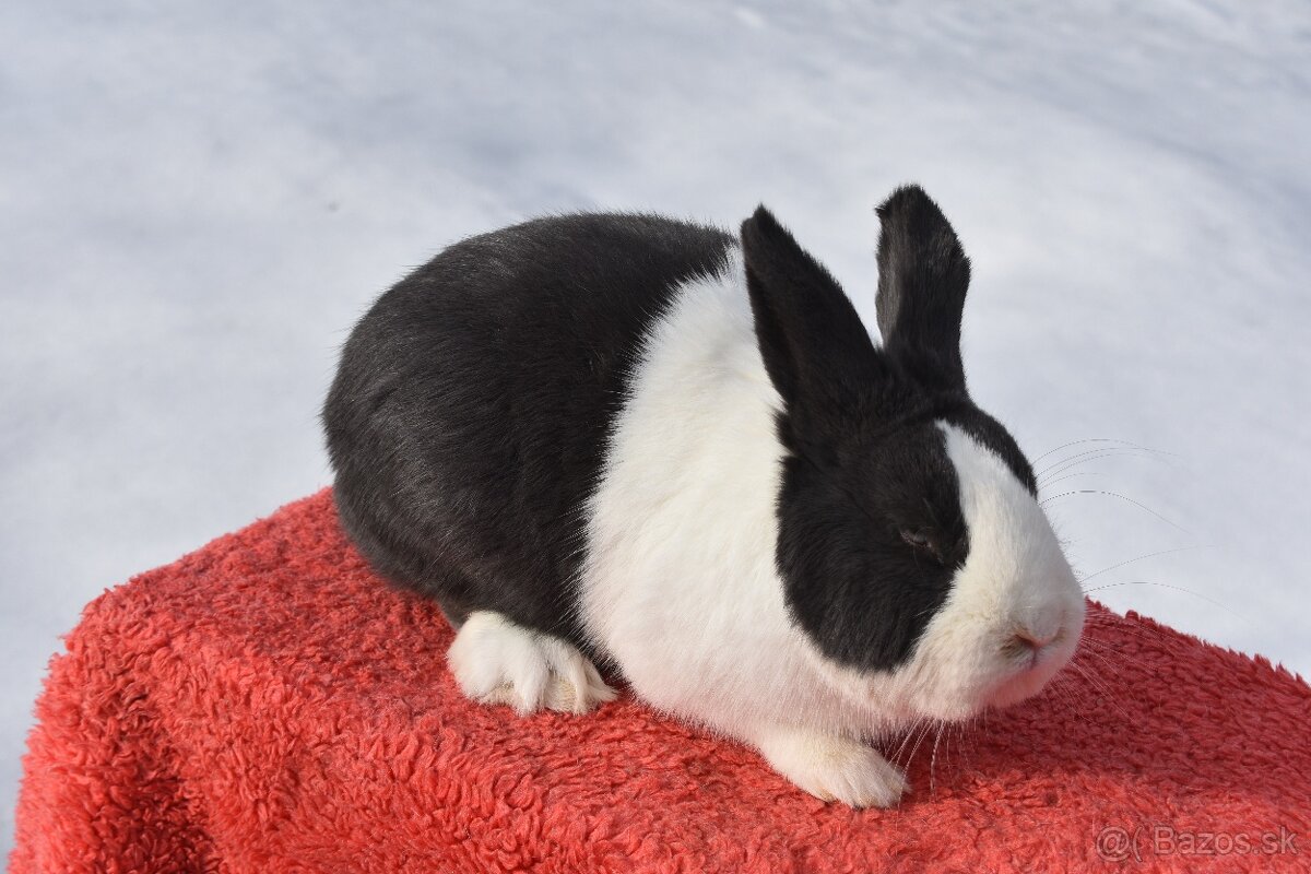 Predam Holandsky - 10