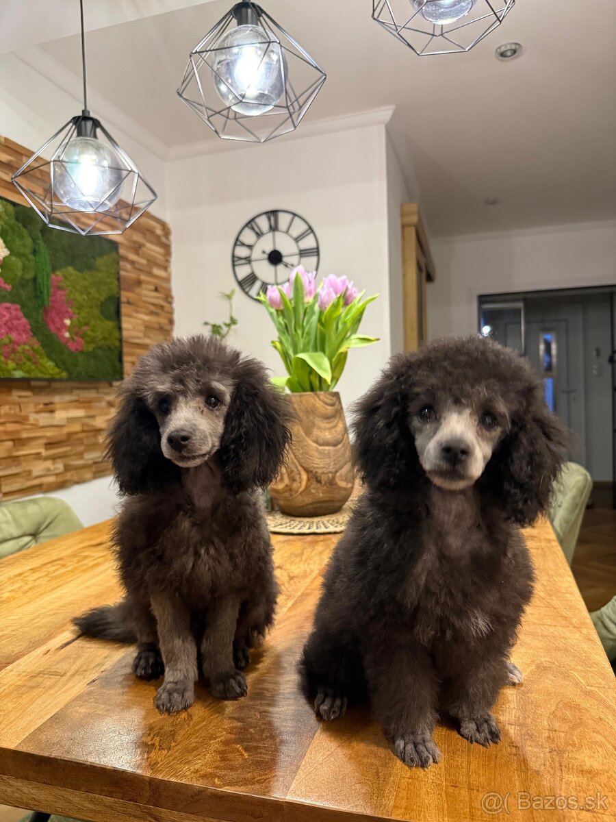 pudel,pudlík,pudlíček - 10