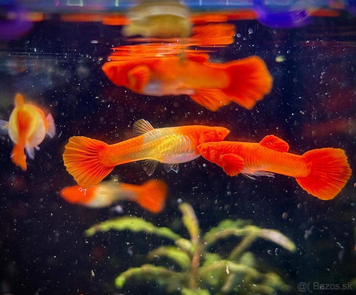 Guppy_čisté formy - 10