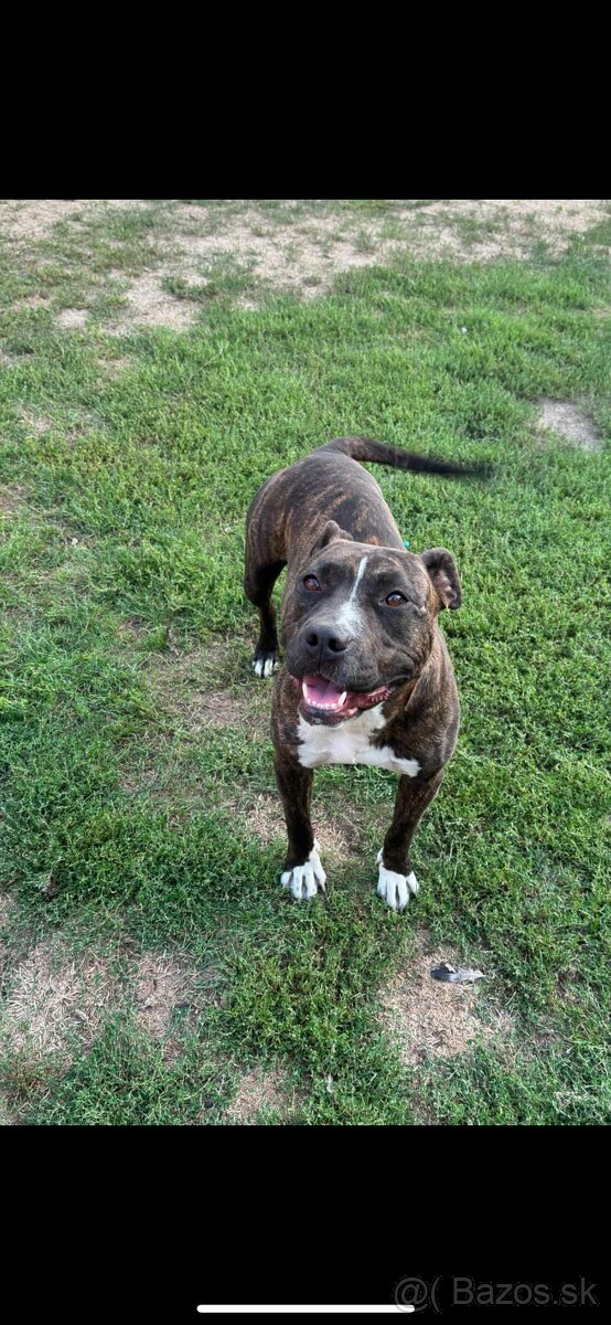 Americký stafordsirsky terier, Stafford, amstaf - 10