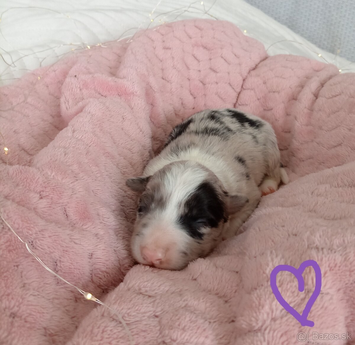 Border kólia s PP - 10