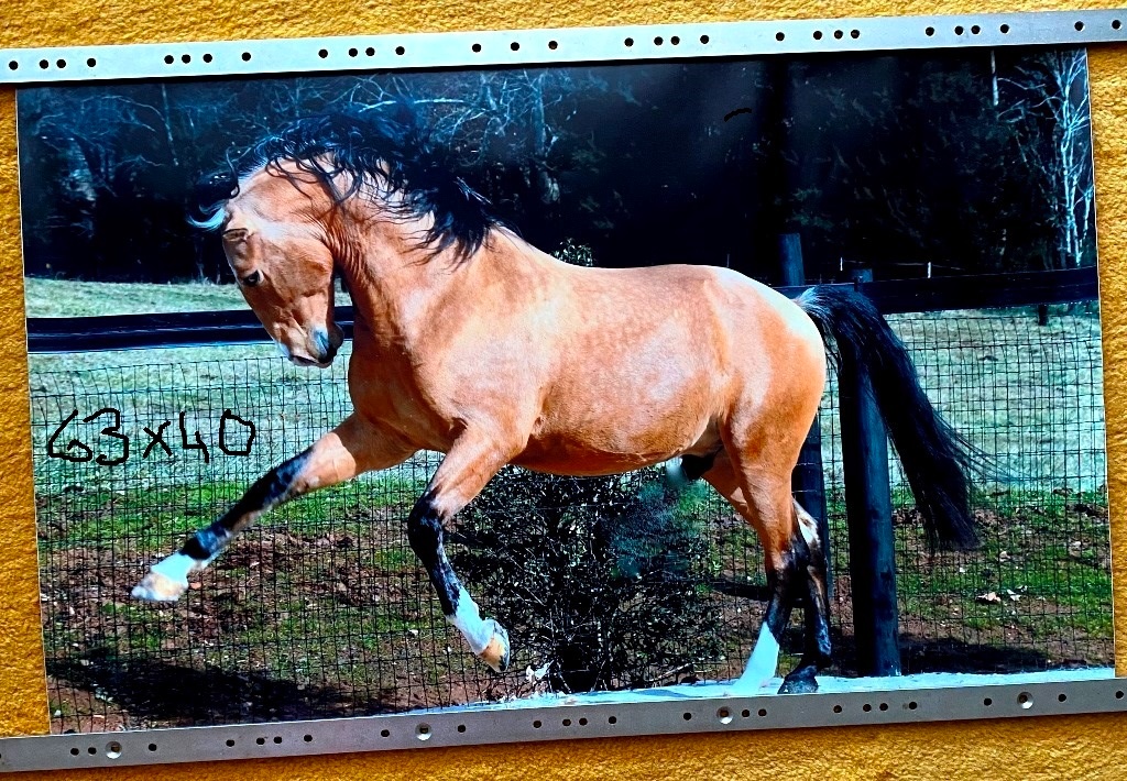 NHL kartičky, tapety koňov,... - 10