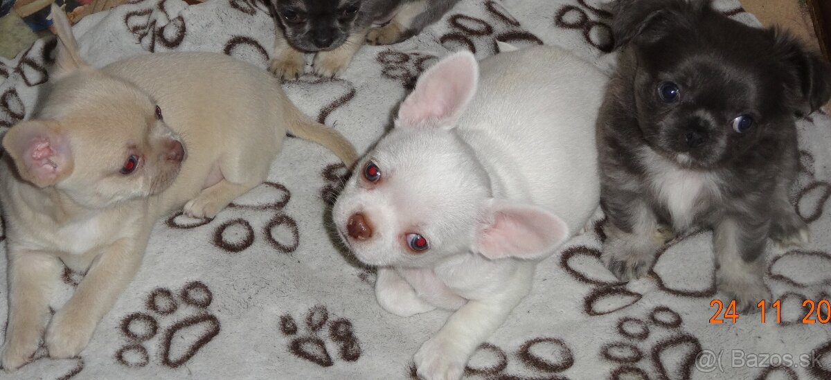 civava krátkosrstá,dlhosrstá. - 10