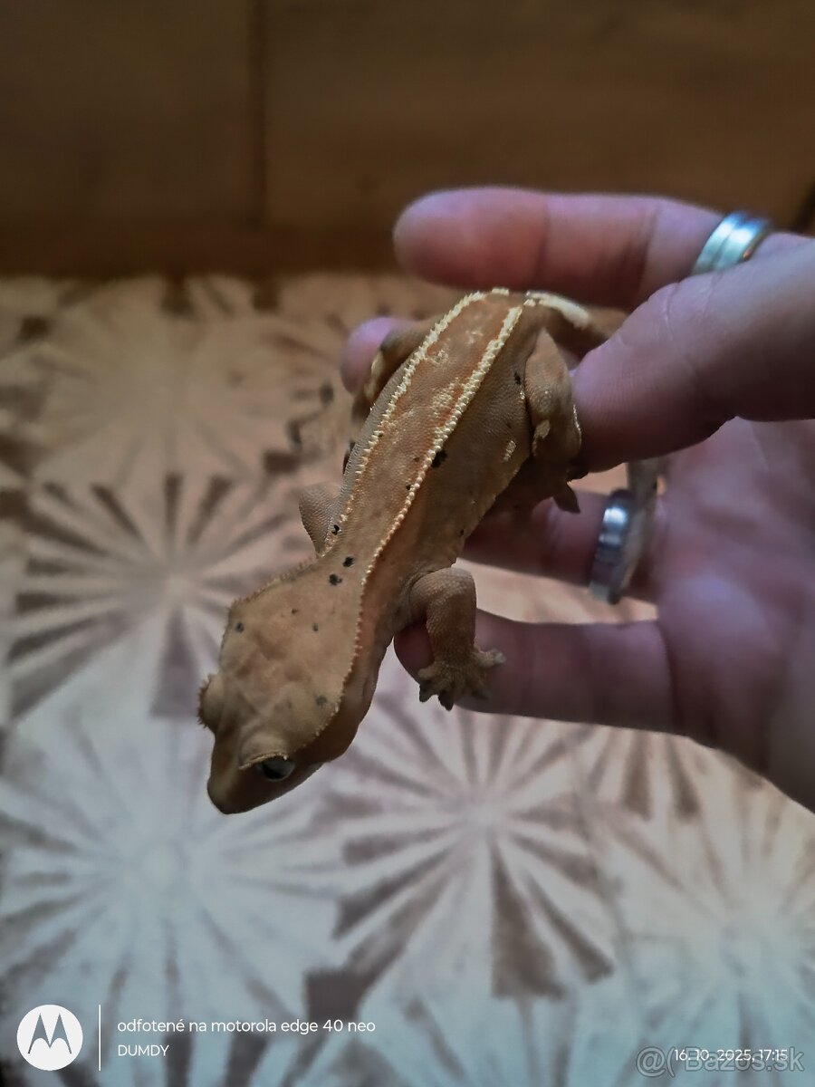 Pagekón riasnaty / Gekončik čínsky (Goniurosaurus hainanensi - 10