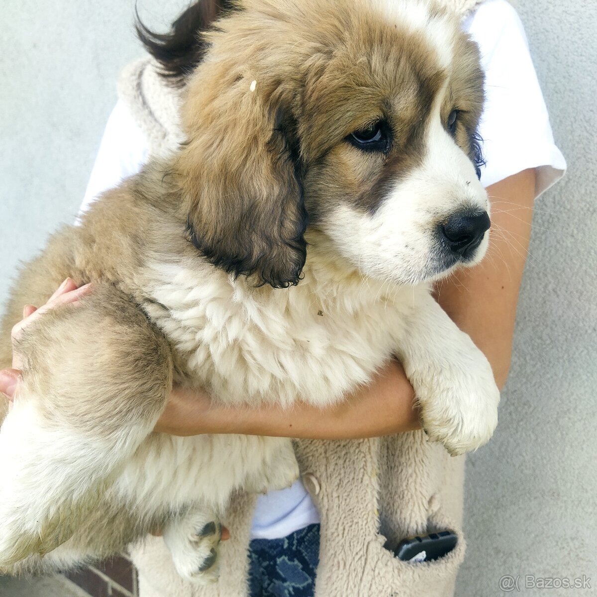 stredoázijský ovčiak - 10