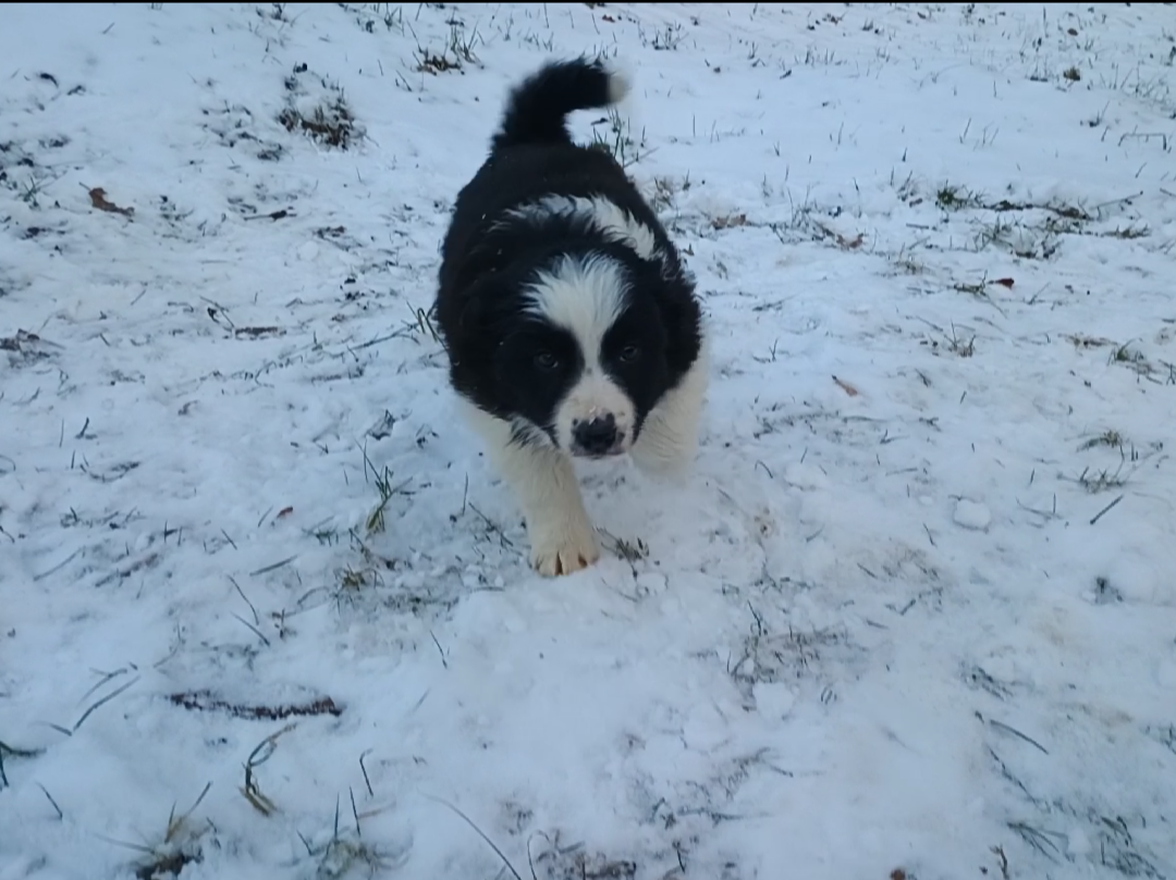 Border kolia šteniatka - 10