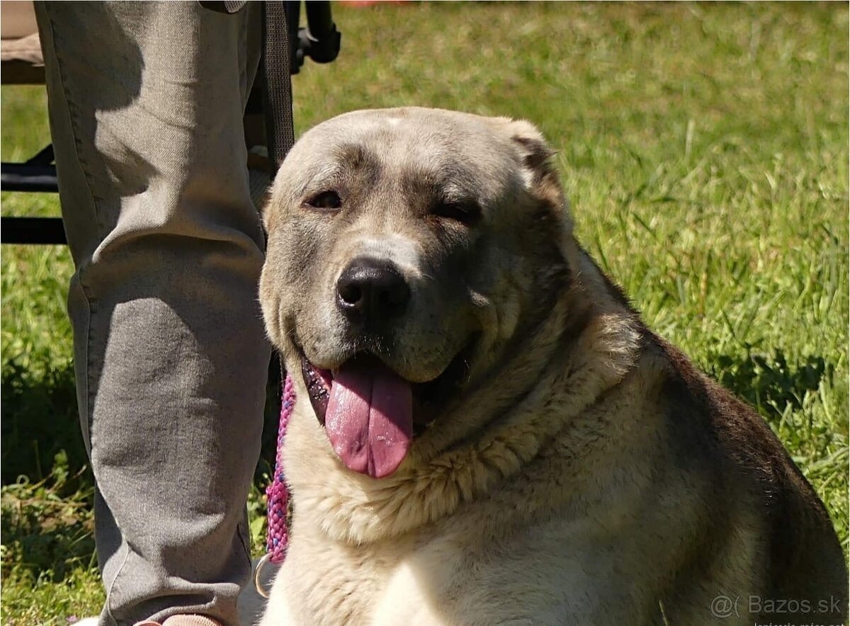 Stredoázijský ovčiak - 10