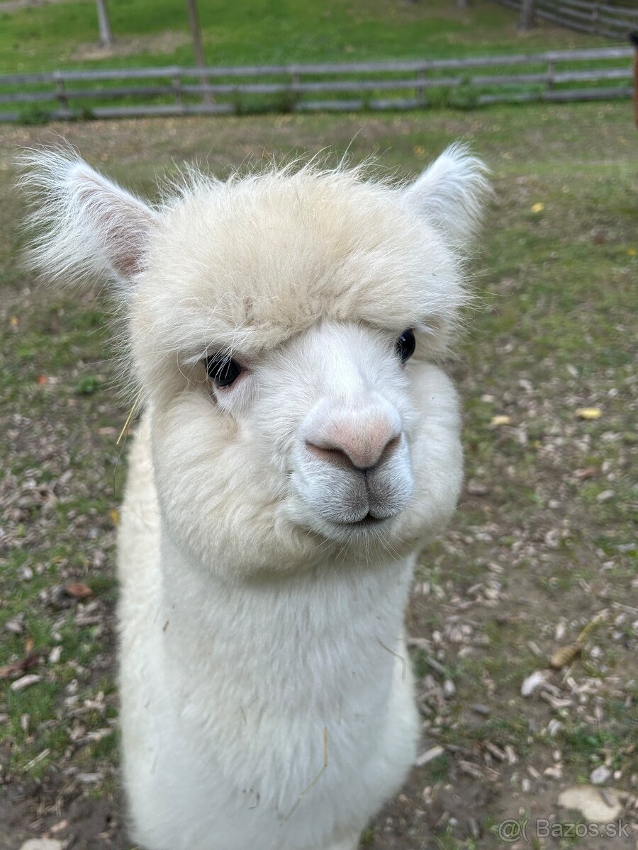 Lama Alpaka 2 samičky - 10