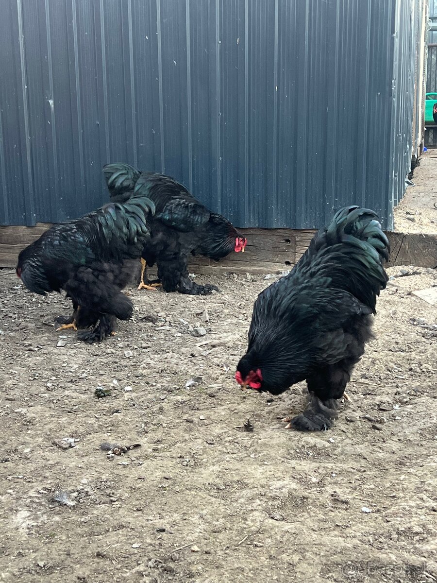 Brahmanka veľká čierna - 10