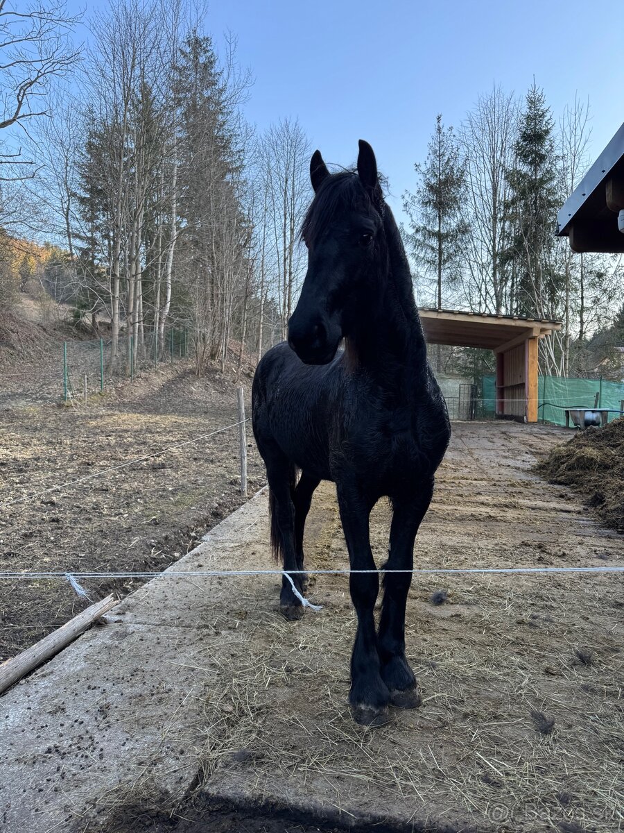 Frízsky žrebec - 10