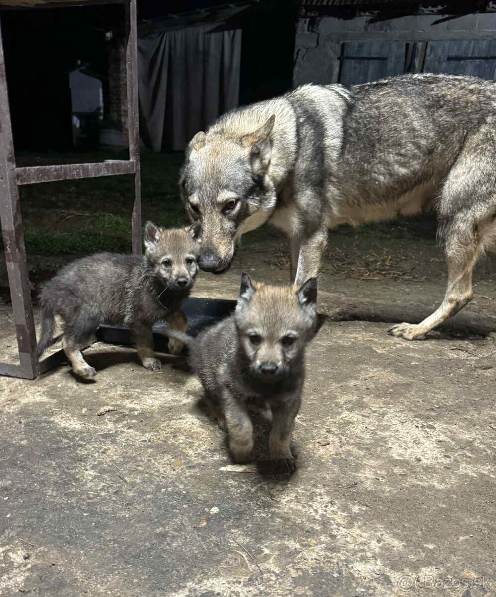 Československý vlčiak - 10