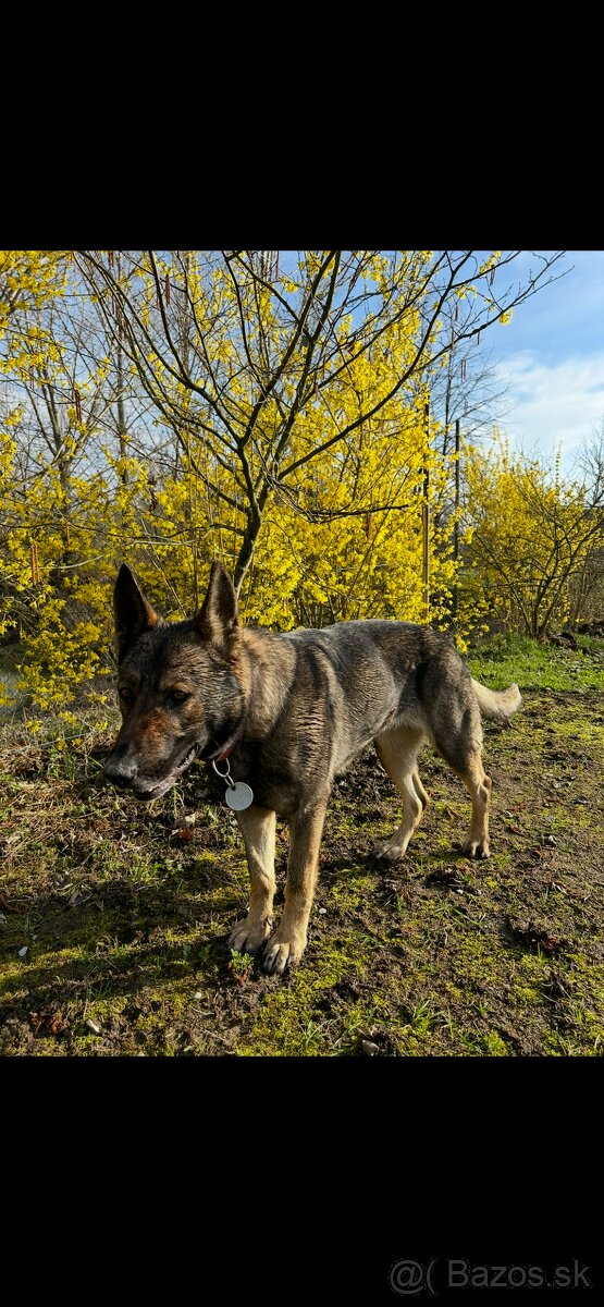 Nemecký ovčiak - štenatá - 10