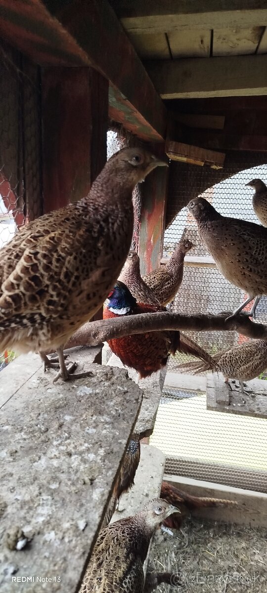 Bažant poľný - 10