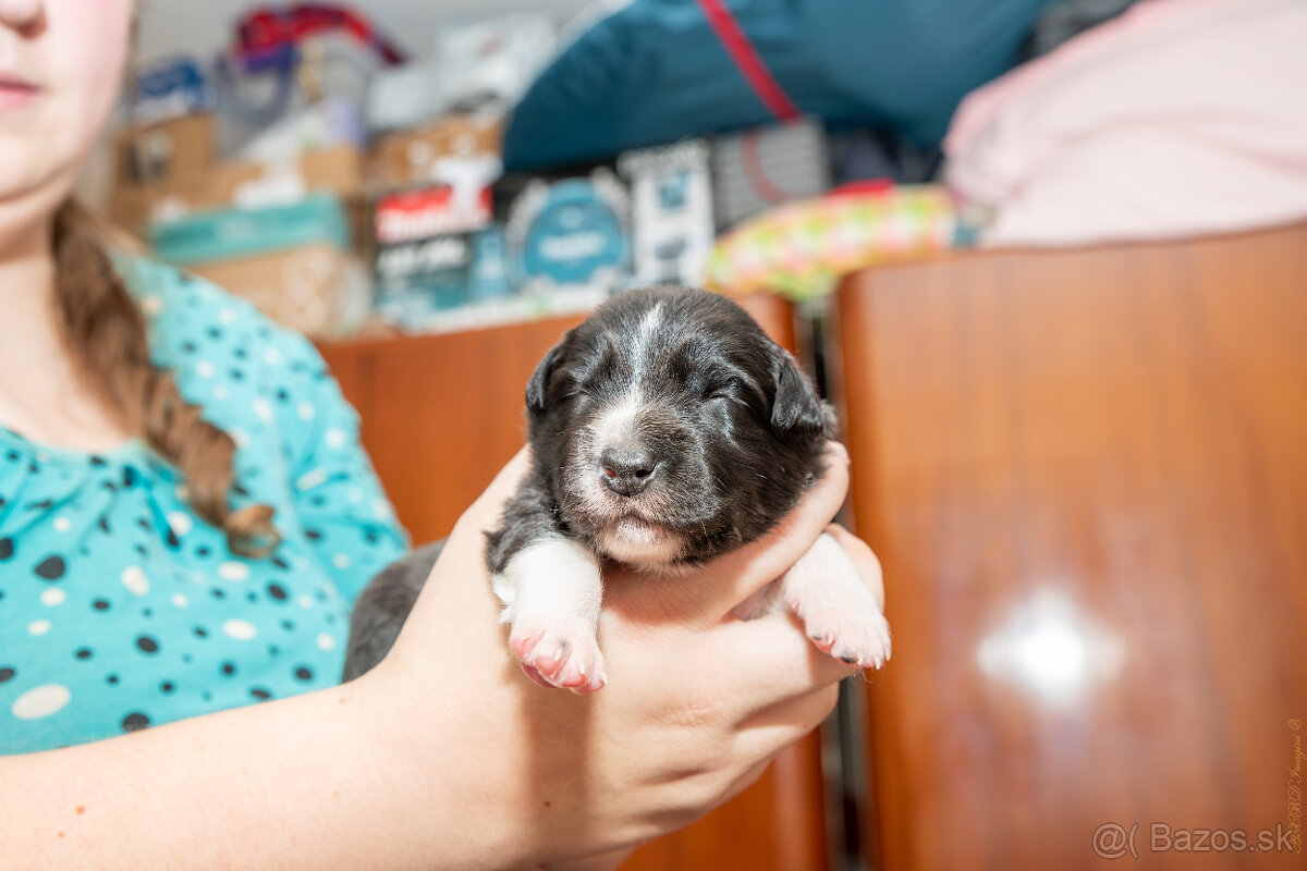 Šteniatká Border Kólia s PP, Border Kolia - 10