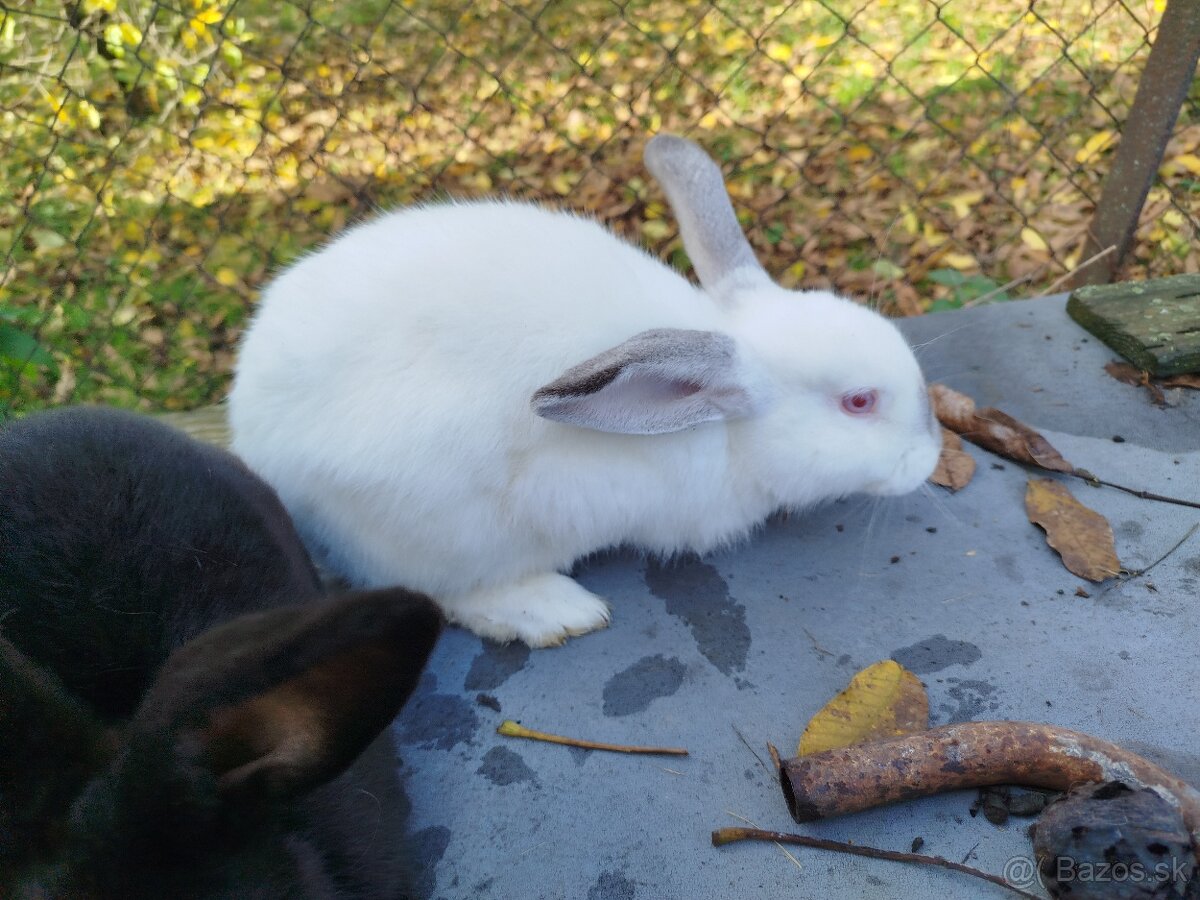 Čínske kačky, husi , mäso, králiky kalifornský+hyla - 10