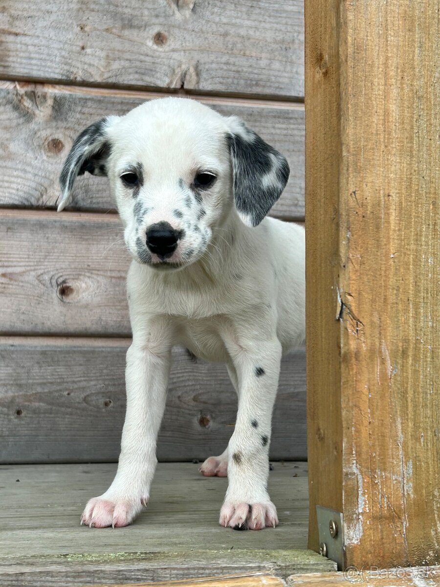 Darujem šteniatko - 10