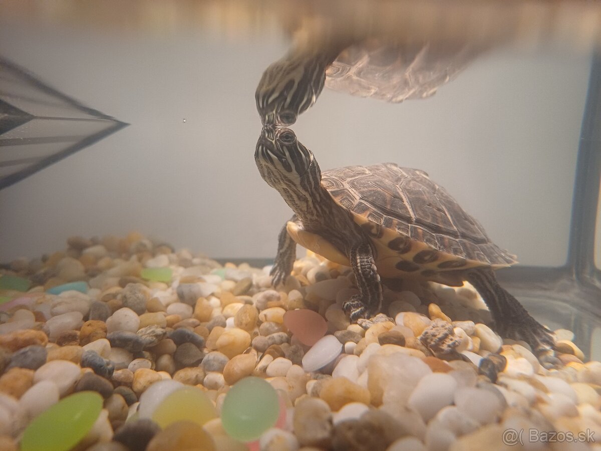 Akvarium s prislusenstvom - 10